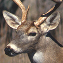 blog logo of The Blog About Deer