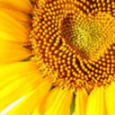 blog logo of thequeenofsunflowers