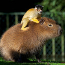 blog logo of Animals Sitting on Capybaras
