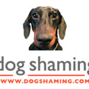 blog logo of Dogshaming