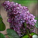 blog logo of secretly a sapient lilac bush