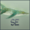 blog logo of Speculative Evolution