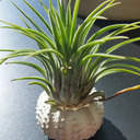 blog logo of The Beauty of Air Plants
