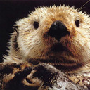 blog logo of The Daily Otter