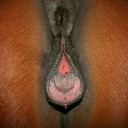 blog logo of 1 Horny Horsey