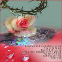blog logo of Like a Rose trampled on the ground