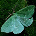 blog logo of Moths & Moonlight