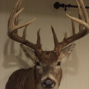 blog logo of Kansas Deer