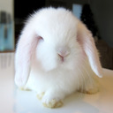 blog logo of my bb bunny