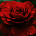 blog logo of rosa rossa