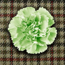 blog logo of conan-doyles-carnations