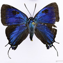 Lepidoptera Girl