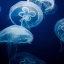 blog logo of Jellyfish