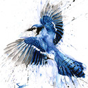 blog logo of Bluejay in peacock feathers
