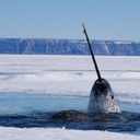 blog logo of A Procession of Narwhals