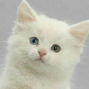 blog logo of Curious Kitten