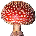 blog logo of That One Mushroom