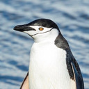 blog logo of A Penguin In Me