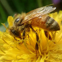 blog logo of Iowa Beekeeping