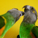 blog logo of poi’s parrots