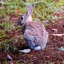 blog logo of Just Rabbit