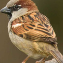 blog logo of A brave little sparrow flew on.
