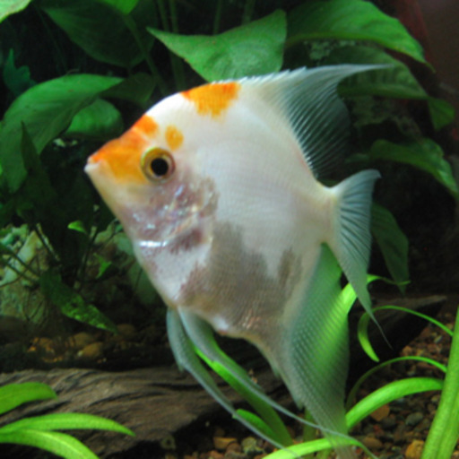 Leopold’s Angelfish (Pterophyllum leopoldi) - SegelFlosser