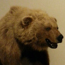 blog logo of Bear Necessities