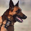 blog logo of Supporting Police Dogs