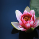 The Lotus Flower