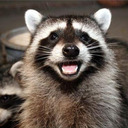 blog logo of Your daily dose of raccoon