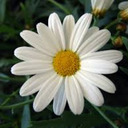 blog logo of daisy flower