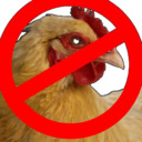 blog logo of still not a chicken