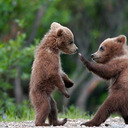 blog logo of Bears, Cubs, Stocky Men, Oh My!