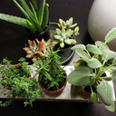 blog logo of Just Indoor Plants