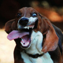 blog logo of Hound Dogs Running