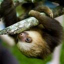 blog logo of Ignacio The Sloth