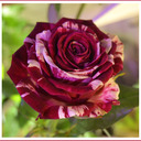 blog logo of Creamy Rose Poet