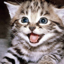blog logo of Cute kittens are fun