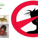 blog logo of شركة مكافحة حشرات بالكويت