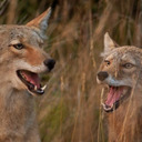 blog logo of coyotes
