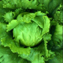 blog logo of a lettuce blog