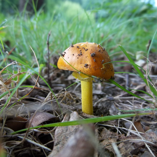 Amateur Naturalist - Maggots in your mushrooms.