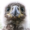 blog logo of Ridiculous Bird Faces