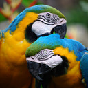 blog logo of Parrot Pictures