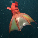 blog logo of Vampyroteuthis infernalis