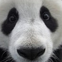 blog logo of Giant Panda Photos