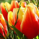 blog logo of tipoeing thru the tulips