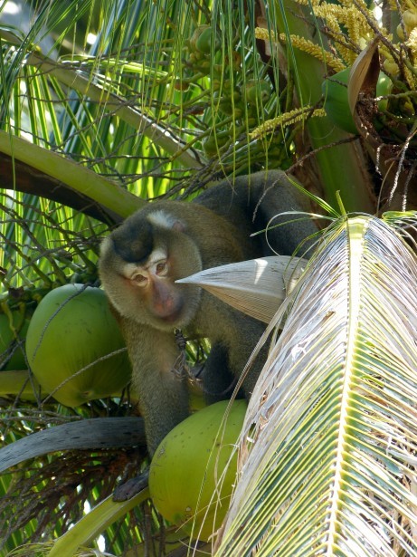 funny monkey on Tumblr