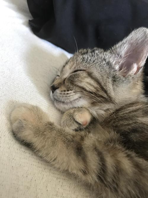 cutecatpics